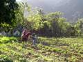 videos de COMENTARIOS TRACCION ANIMAL