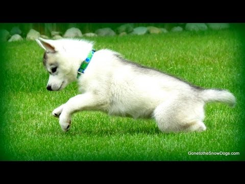 siberian husky