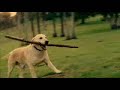 Pedigree Commercial- Fetch