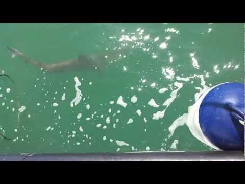 Thames Esturary - What a day aboard Dawnbreaker 3 Charter boat in the Thames Estuary. Crew man Trevor lands this fantastic 54lb Tope. Other fish caught on the same day include...