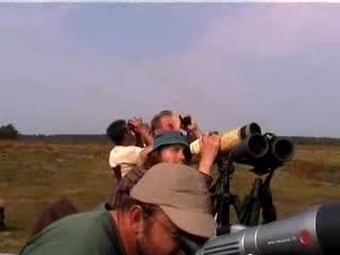 Bird migration at Falsterbo 2005