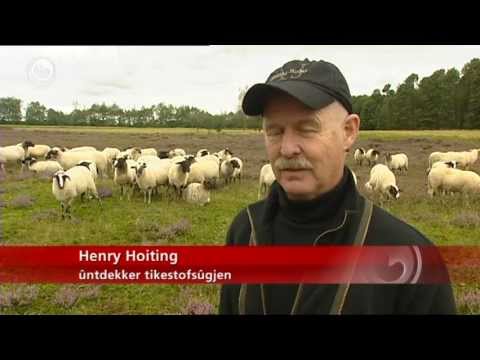 Tekenbestrijding met schapen