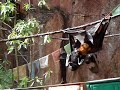 Giant Bats - Madagascar - Two Males