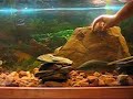 Murray Cod - Being naughty