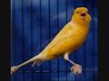 The canary song