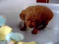 4 week old red toy poodles