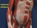 This video was produced to help students of human anatomy at Modesto Junior College study our anatomical models.