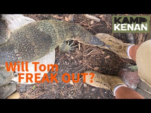 YouTube reptile video