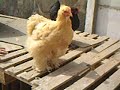 Varias gallinas 4 razas msoltador