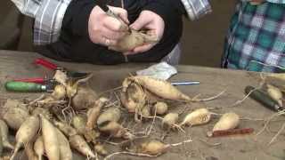 Dividing Tubers