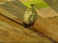 Bee/Wasp/Hornet video clips