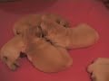 I Cuccioli di Toffee