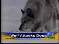 Wolves attack dogs Wolves attack dogs