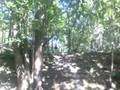 Me Nearly Crashin Into A Tree Better Veiw