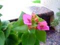 flower minute 50