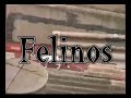 felinos