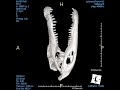 mikrogeo video 63 Alligator Skull 3D-CT.avi