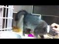 Meet Precious a Domestic Shorthair currently available for adoption at Petango.com! 5/21/2012 11:47: