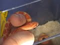 starburst, sunglow corn snake