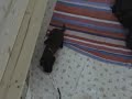 briard welpen des pattes l�g�res.
am 8.5.2008 geboren
am 14.5.2008 gefilmt.

www.flotte-briards.de

briard puppies.
born 8.5.2008
filmed 14.5.2008