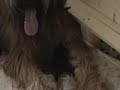 Briard Welpen / Puppies