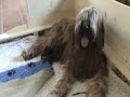 briard welpen des pattes l�g�res.
am 8.5.2008 geboren
am 14.5.2008 gefilmt.

www.flotte-briards.de

briard puppies.
born 8.5.2008
filmed 14.5.2008
