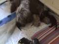 Briard Welpen / Puppies