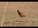 Jacana