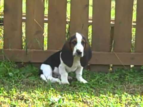 Basset Hound Male Puppy #2