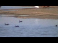 Celebration of International Day of Wetlands 2011: observation of migratory birds in the dams of Biskra (Algeria)