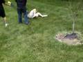 Biology Ecology Project Corriveau