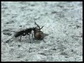 Wasp drags spider