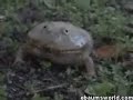 Deadly Mexican Staring Frog of Southern Sri Lanka Deadly Mexican Staring Frog of Southern Sri Lanka