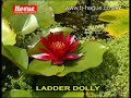 Ladder Dolly