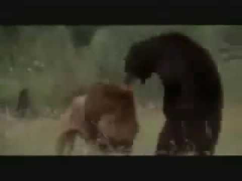 Huge African Lion vs American Black Bear (Video)