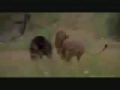Huge African Lion vs American Black Bear