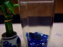 A Pet Fish Story