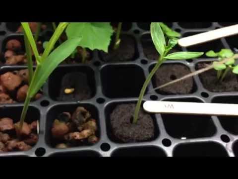 how to transplant corn