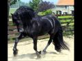 Cavalos.wmv