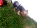 conny-et-chipie-suite.html