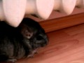 Chinchilla