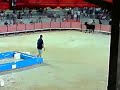 taureau piscine f�te de baillargues 2008