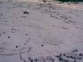 videos de Mini-t in snow.3gp
