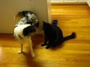 our new puppy max likes to eat and attack my fat cat simon every chance he can get.