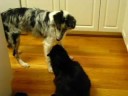 our new puppy max likes to eat and attack my fat cat simon every chance he can get.
