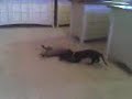 awwwwwwwwwwww pupies awwwwwwwwwwww pupies