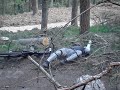 mtb freeride