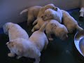 Ricochet Labradors English yellow lab pups 3 weeks old