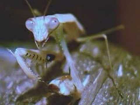 Mantodea/Enter Sandman