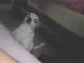 Canito Show Chihuahua Dog Stardog Canito Show Chihuahua Dog Stardog